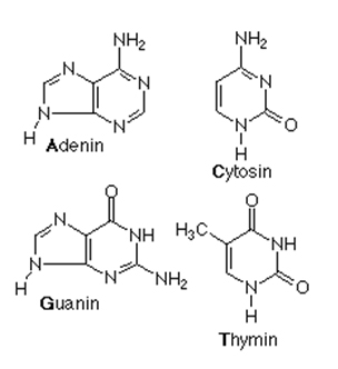 The 'I' and the DNA