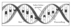 The 'I' and the DNA