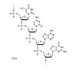 The 'I' and the DNA